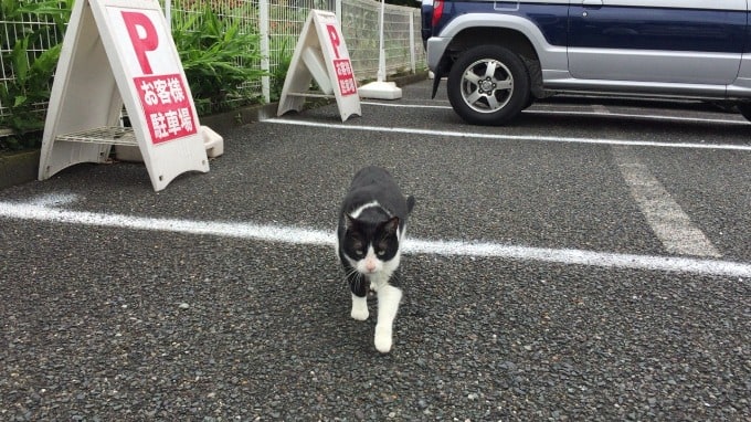 招き猫のハチワレちゃんが来店しました！03