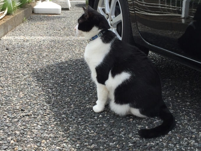 招き猫効果で先週末も大盛況でした！02