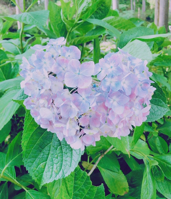 稀に見るお盆の長雨。。01