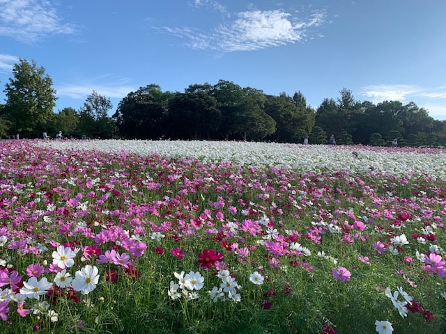 米田のプチブログ01