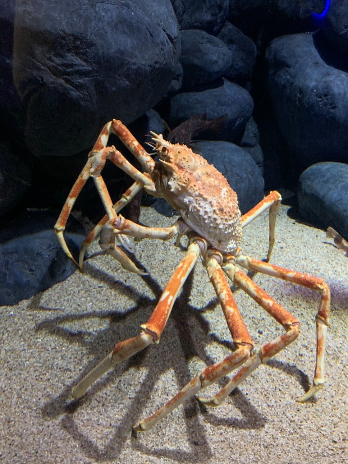 四国水族館へ行こう02