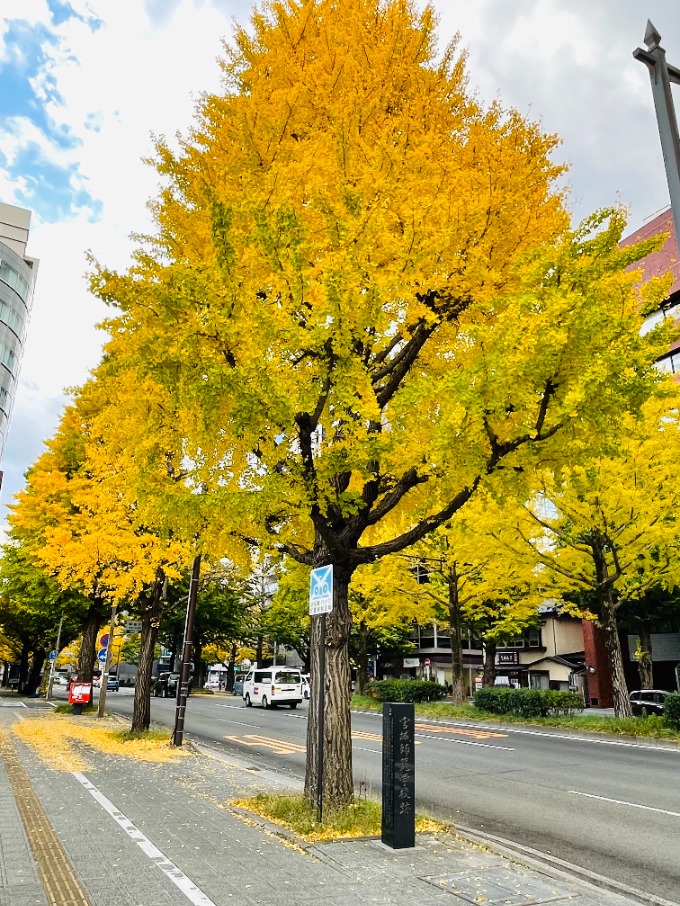 仙台市内、愛宕上杉通りの紅葉が鮮やかです。ガリバー仙台バイパス店。01