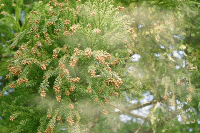 たかが花粉症、されど花粉症01