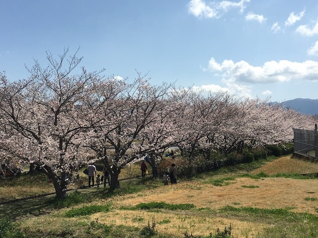 桜の花が見頃をむかえてます！！01