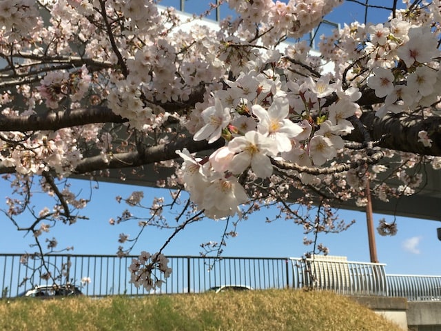 桜の花が見頃をむかえてます！！02