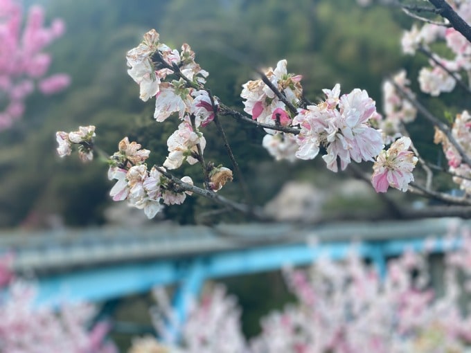 桜の季節ですね〜！！！01