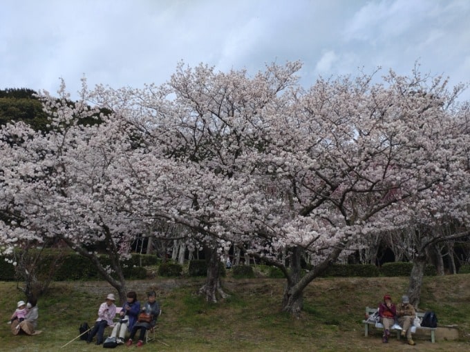 またまた桜です！02