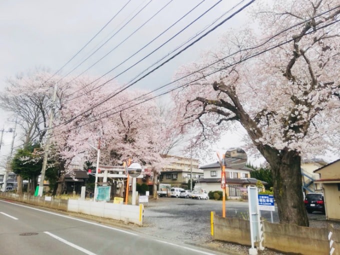 桜の季節です！01