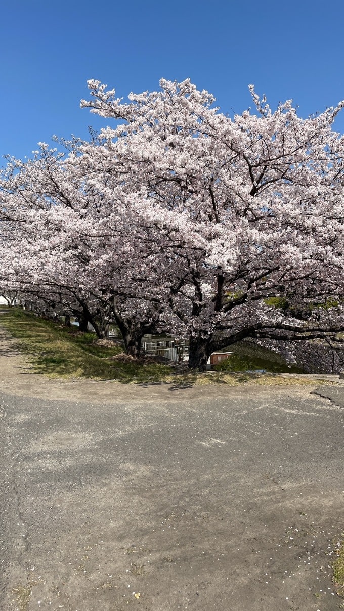 2週連続のお花見(笑)01