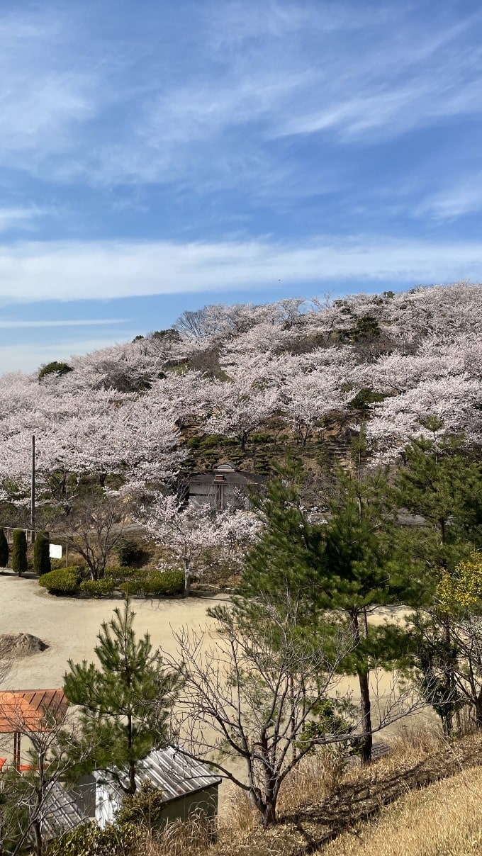 2週連続のお花見(笑)02