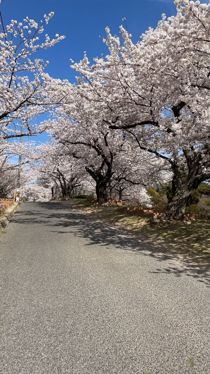 2週連続のお花見(笑)04