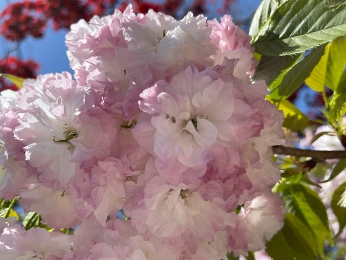 上板町で八重桜が綺麗に咲いていました♡01