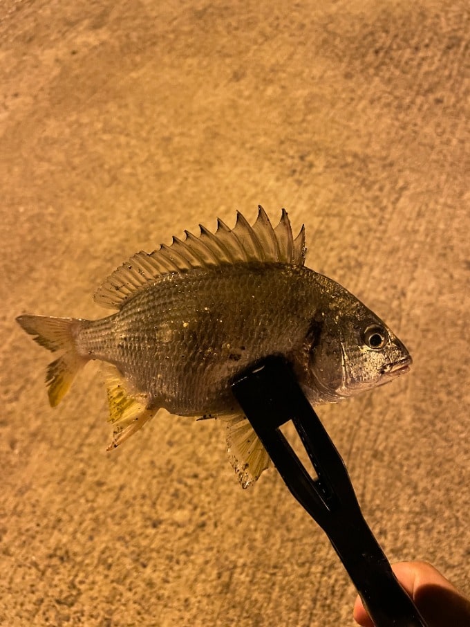 釣り好きスタッフのつぶやき01