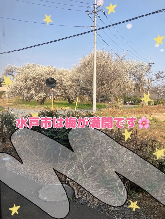 今年の桜の開花予想日は・・？？❁❁❁01