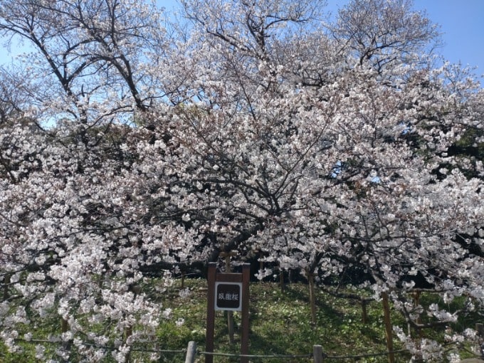 またまた桜ですみません！！03