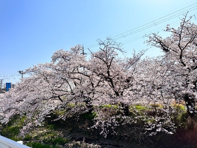 桜満開！！✿01