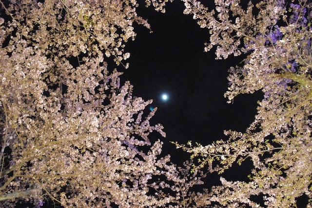 初めての夜桜！03