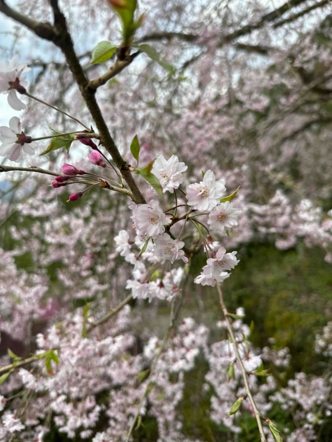 しだれ桜03