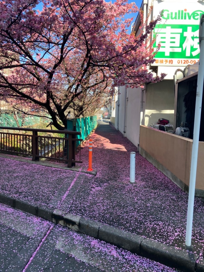 桜の季節♪01