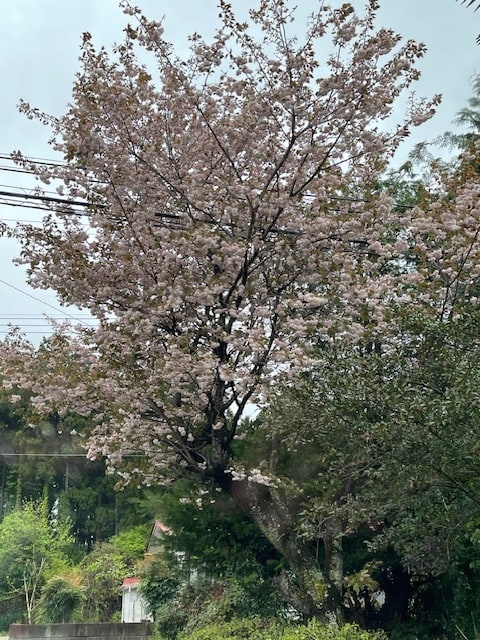 今年も綺麗に咲きました。01